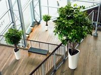Идеи офисного дизайна: Растения